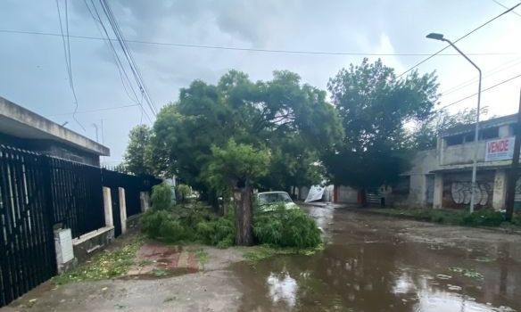 Árboles caídos, la peor consecuencia de la tormenta