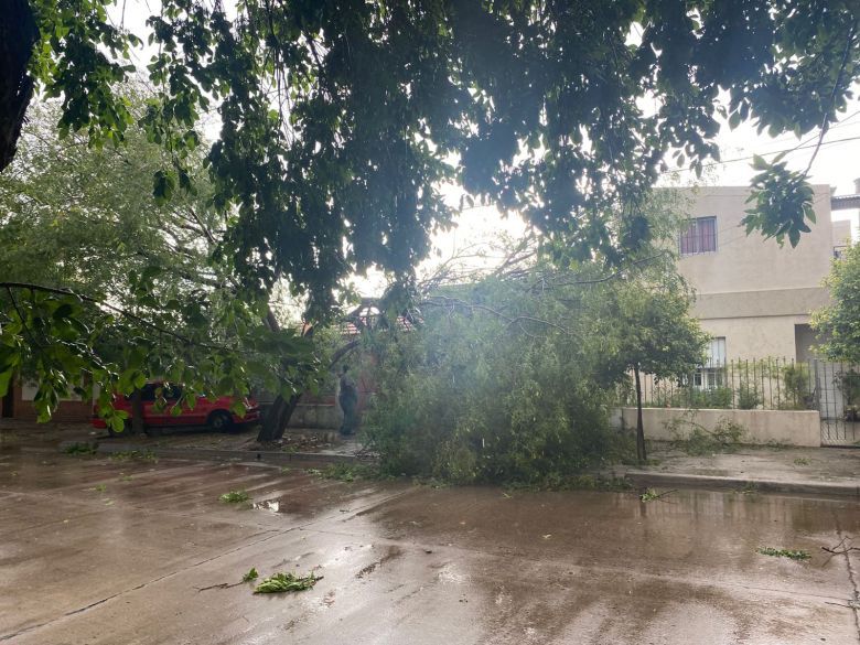 Árboles caídos, la peor consecuencia de la tormenta