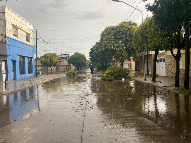 Árboles caídos, la peor consecuencia de la tormenta