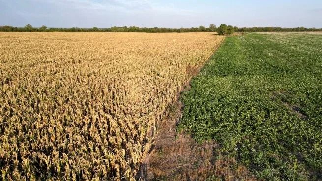 Agrodólares: estiman que el 80% de la soja que se produce en la Argentina se exporta