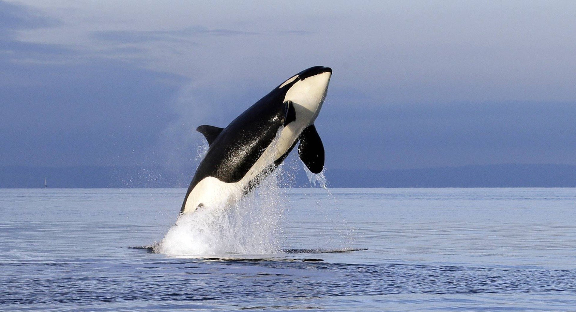 Há como fazer santuários onde orcas e belugas possam se retirar do